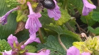 Big black and purple bee 👀🐝