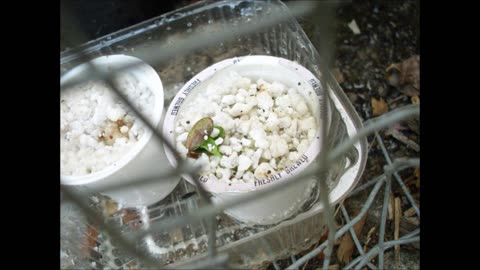 Germinating Cherry Seeds Without Stratification