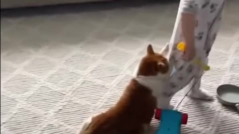 Funny animals video cats and dogs #Shorts #Funny animal