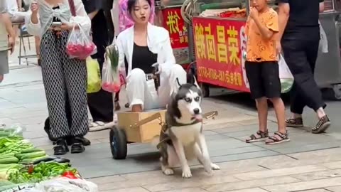 Funny Dog - Cute dog riding