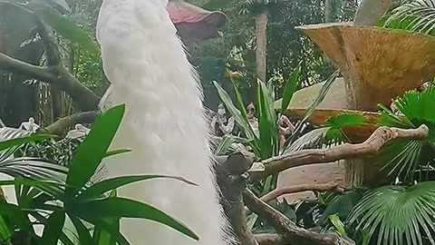 Rare white peacock with it's spectacular feathers