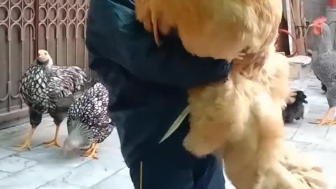 World Biggest Chicken Playing In Little Girl