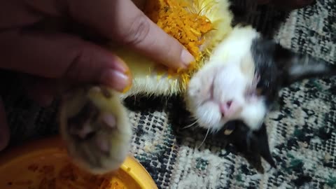 Try use traditional medicine for kitten to get health