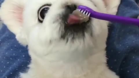Help Xiaomei brush teeth