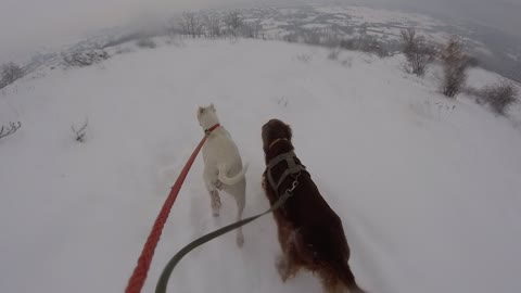 Irish setter and Dogo Argentino running on the snow