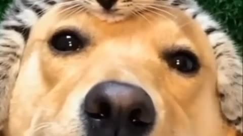 Cute puppy and a funny animal video