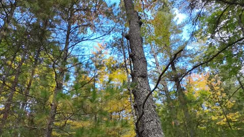 Free Solo Climbing | Maple Tree Timelapse