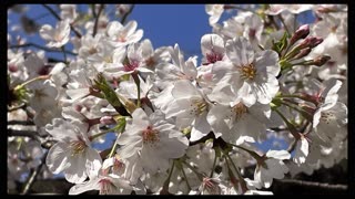 Sakura - Cherry blossoms in Tokyo Japan