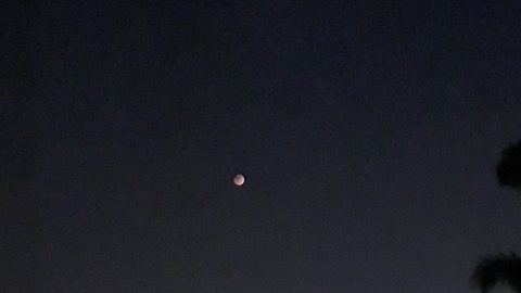 Beaver Blood Moon Total Lunar Eclipse 5 🦫🩸🌚 #4K #HDR #DolbyVision￼