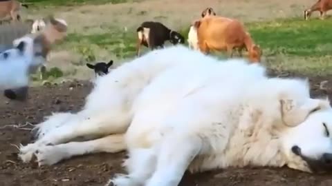 Dog and sheeps