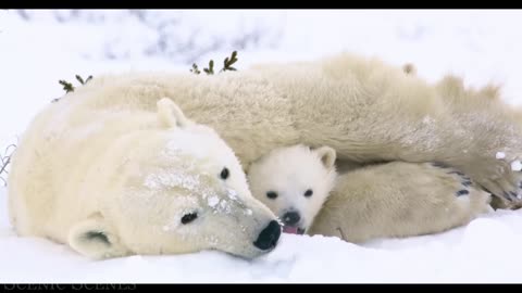 Baby Animals - Amazing World Of Young Animals | Scenic Relaxation Film