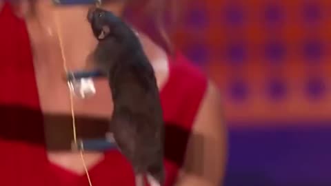Sudarshan Today - A Trained Rat Takes Over The AGT Stage