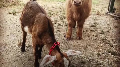 Fluffy Cow Is Obsessed With This Little Goat - BUCKLEY & RALPHY | The Dodo Odd Couples