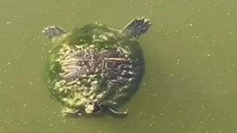 Florida Turtle