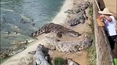 Feeding to crocodile.