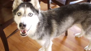 Mishka the Talking Husky wants a movie deal