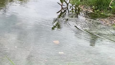 Massive Snake Slithers Through Neighborhood