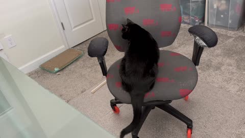 Adopting a Cat from a Shelter Vlog - Cute Precious Piper Shows How to Be Seated in an Office Chair