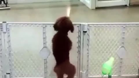 A dancing dog
