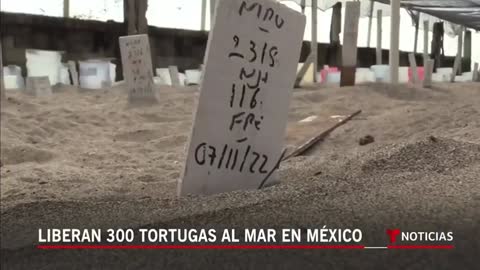 Así protegen a miles de huevos de tortuga del tráfico ilegal en México | Noticias Telemundo