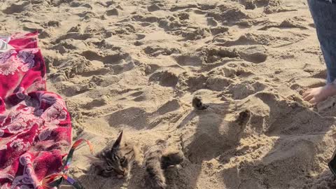 Chill Cat's Day at the Beach