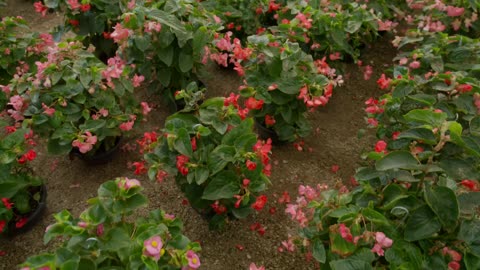 Small flowering plants in a nursery