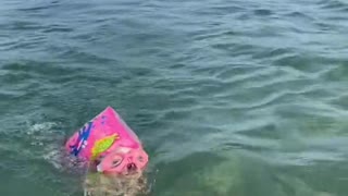 Chihuahua Swims With Goggles and Water Wing