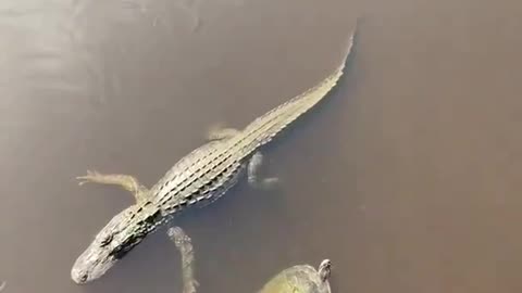 Did this Turtle high five an Alligator? 😂
