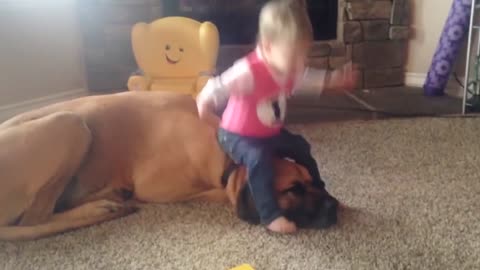 Cute Dogs and Babies are Best Friends - Dogs Babysitting Babies Video