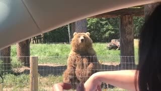 Bear with excellent catching abilities