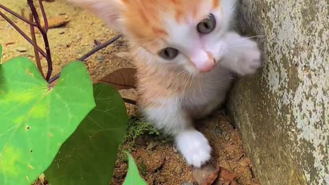 Cute cutie want to climb on wall