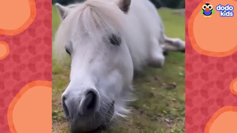 Mini_Horse_LOVES_Strutting_Around_On_Two_Legs%21___Dodo_Kids___Animal_Videos