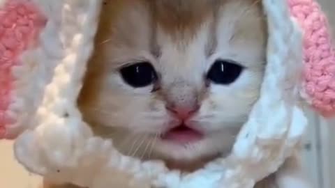 Cute Cat Video 🦥 Pet animals