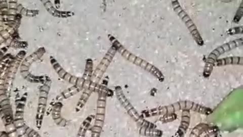 Penampakan super worm yang sangat luar biasa