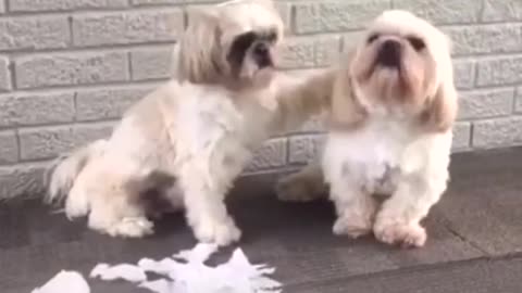 Funny dog scene