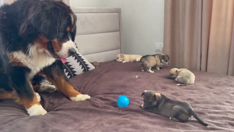 Bernese Mountain Dog Confused by First Seeing Puppies