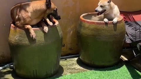 Dog and puppy video 🤣😍