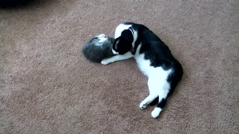 Stinker kitty loving on the pip kitty