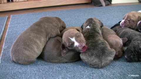 Mia's 2 Week Old Pit Bull Puppies