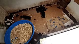 Border collie puppies eating sleep and play
