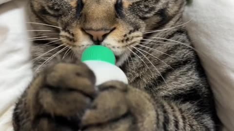 cute cat drink milk