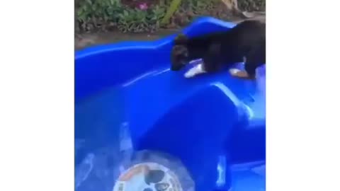 My Dog Rents a Swimming Pool🐕‍🦺#short #vedio #rumble
