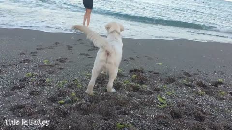 Bailey Golden Retriever Puppy Swim in Sea for First Time!