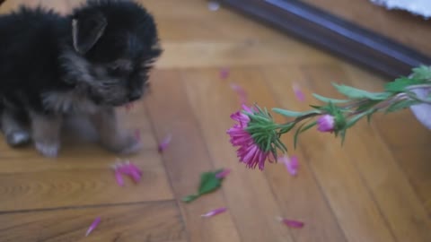 Funny yorkshire terrier puppy is played at home