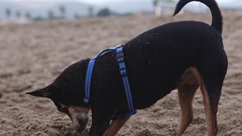 Dog digging Cave || DOg playing in sand