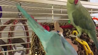 A Parrot Sneaks Up Behind His Brother. What He Says To Him Is Absolutely Hilarious!