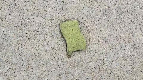 Excuse me, sir, you dropped your sponge 🧽