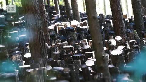 How Japanese Farming Millions of Shiitake Mushroom in Forest - Mountain Shiitake Mushroom Harvesting