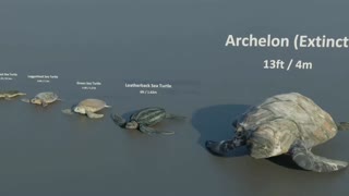 Turtle Size Comparison | 3D Animation Comparison | Real Scale Comparison of Turtle