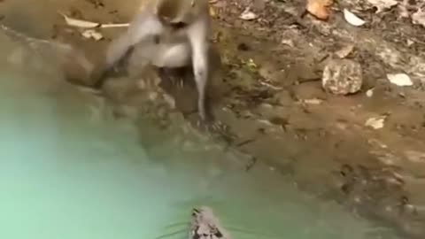 Monkey v/s crocodile